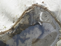Pleurodelinae