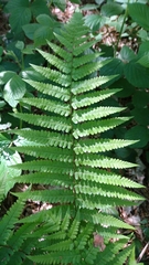 Dryopteris filix-mas