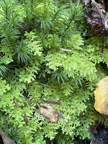 Trichocolea tomentella observed 2026-10-20
