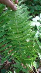 Dryopteris filix-mas