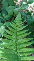 Dryopteris filix-mas