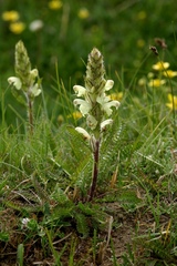 Pedicularis venusta