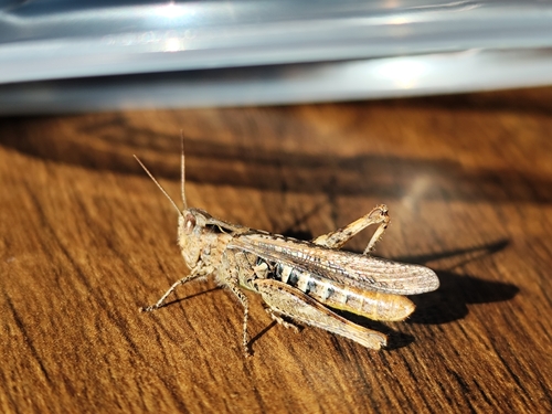 Chorthippus biguttulus, 2026-10-19