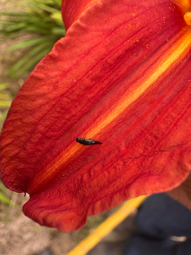 Obscure Sap Beetle