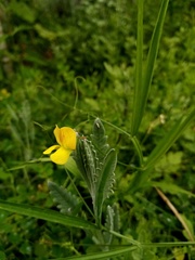 Scorpiurus muricatus