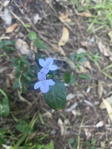 Pseuderanthemum observed 2026-10-21