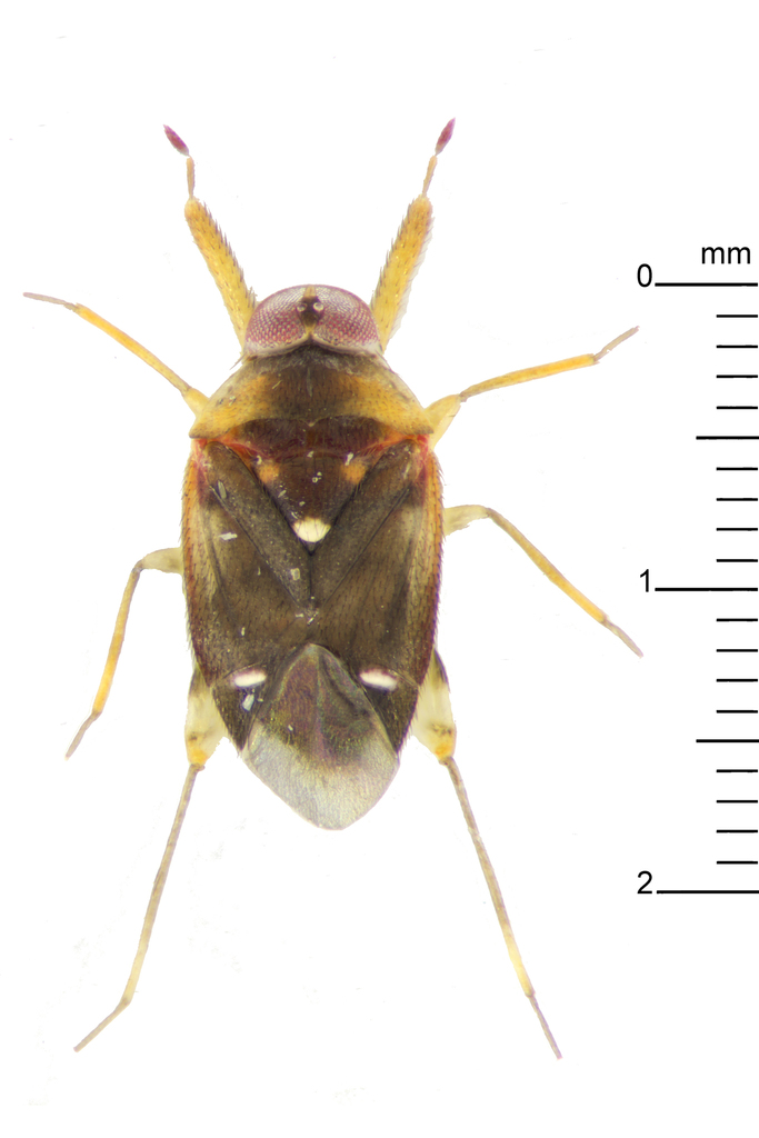 Jumping Tree Bugs