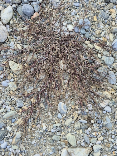 Paspalum filiforme, 2026-10-20