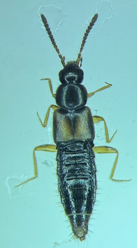 Atheta castanoptera