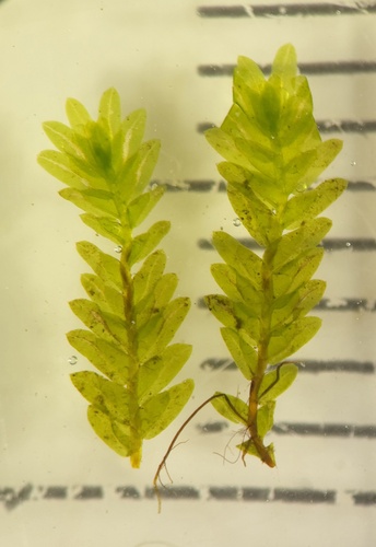 Fissidens osmundioides observed 2026-10-20