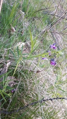 Lathyrus linifolius montanus