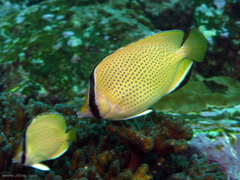 Chaetodon citrinellus