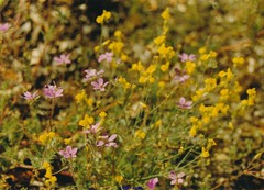 Linaria spartea