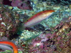 Suezichthys arquatus