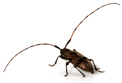 Leiopus femoratus
