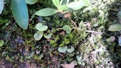 Utricularia reniformis