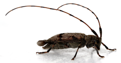 Leiopus femoratus