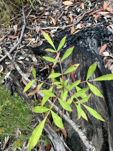 Polyscias sambucifolia observed 2026-10-17