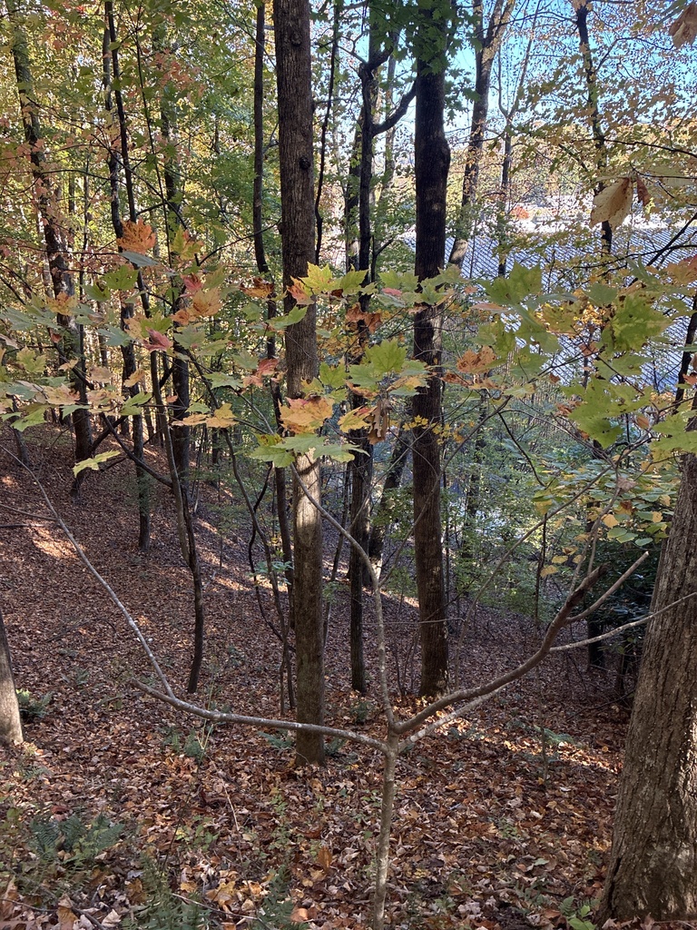 A photograph from Oct 20, 2026 near Grandfather Mountain, where the observer’s point is approximate.