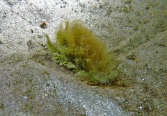 Polybranchia orientalis