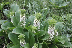 Eucomis bicolor