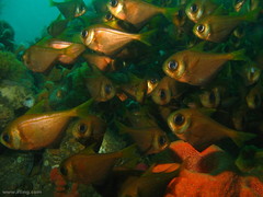 Pempheris compressa