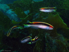 Trachinops taeniatus