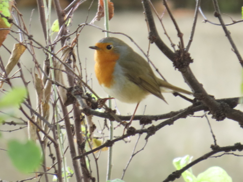 European Robin