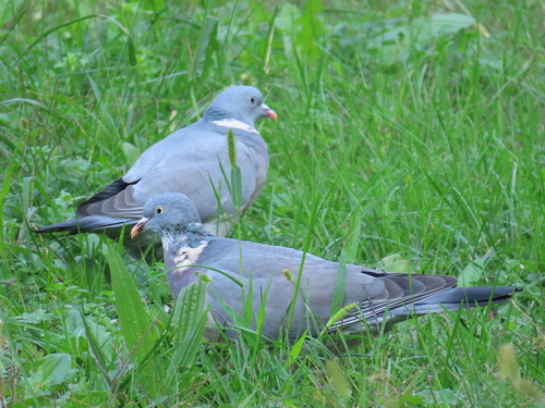 Common Wood-Pigeon
