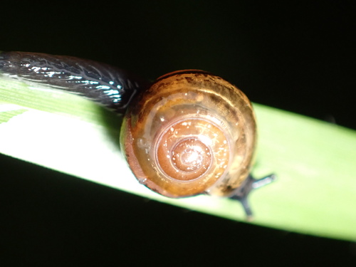 Ovachlamys fulgens observed 2026-10-04
