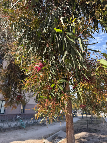 Eucalyptus leucoxylon observed 2026-10-20