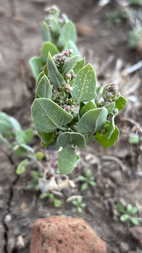 Mealy Goosefoot