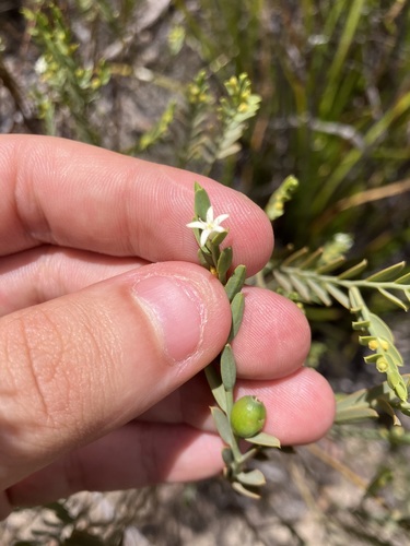 Olax stricta, 2026-10-17