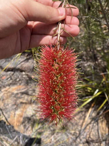 Callistemon lanceolatus, 2026-10-17