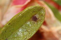 Chuppomyces handelii