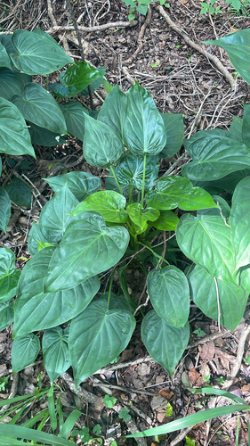 Colocasia observed 2026-10-20