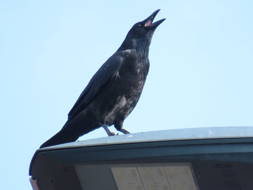 Carrion Crow