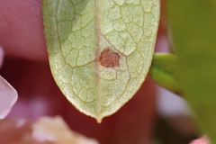 Chuppomyces handelii