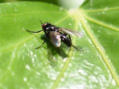 Gastrolepta anthracina