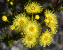 Verticordia chrysantha