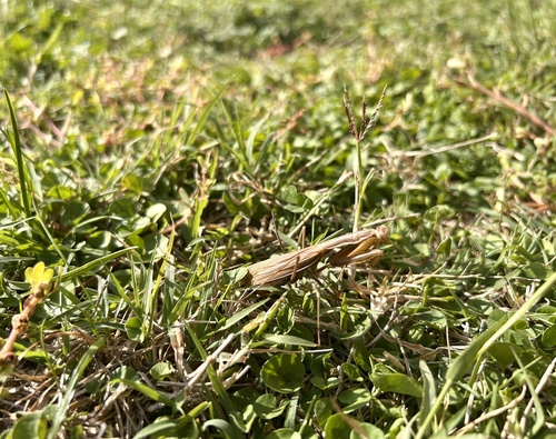European Mantis