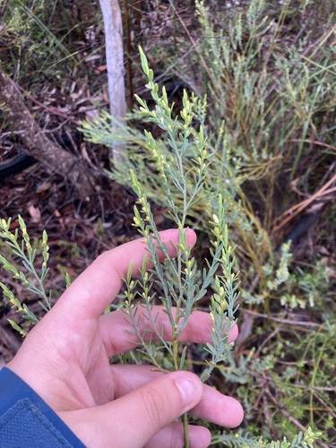 Olax stricta, 2026-10-17