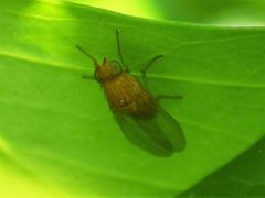 Minettia inusta