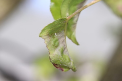 Podosphaera leucotricha