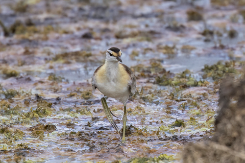iNaturalist image