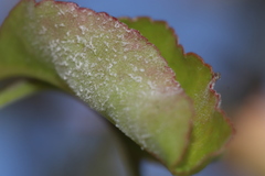 Podosphaera leucotricha