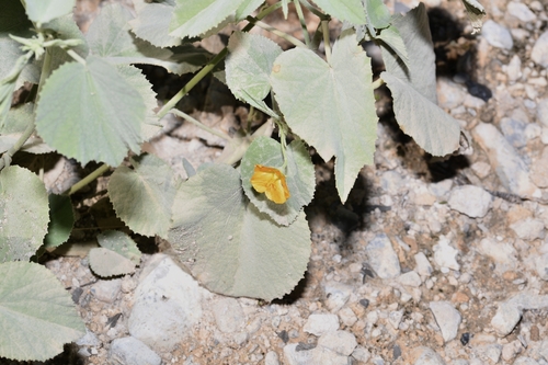 amapola