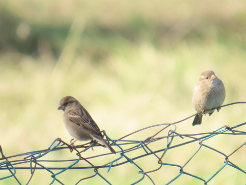 Italian Sparrow