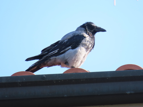 Hooded Crow
