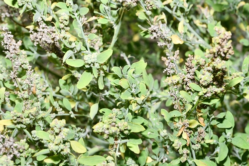 Chenopodium incanum